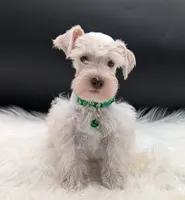  Connor, a male Miniature Schnauzer for sale in Dublin, GA – 1 of 2