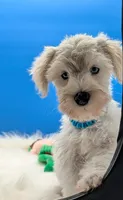 Casper , a male Miniature Schnauzer for sale in Dublin, GA – Photo 1 of 3