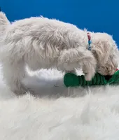 Casper , a male Miniature Schnauzer for sale in Dublin, GA – Photo 2 of 3