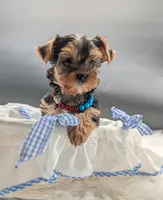 Cody, a male Yorkshire Terrier for sale in Dublin, GA – 2 of 2