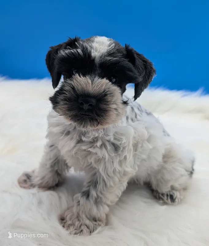 AKC Cookie – Miniature Schnauzer puppy for sale in Mc Rae Helena, GA