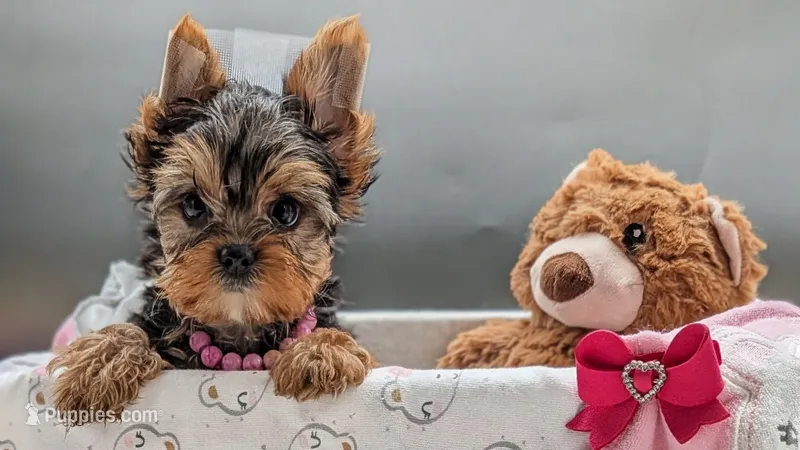 AKC Connie  – Yorkshire Terrier puppy for sale in Dublin, GA
