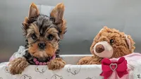 AKC Connie , a female Yorkshire Terrier for sale in Dublin, GA – 1 of 3