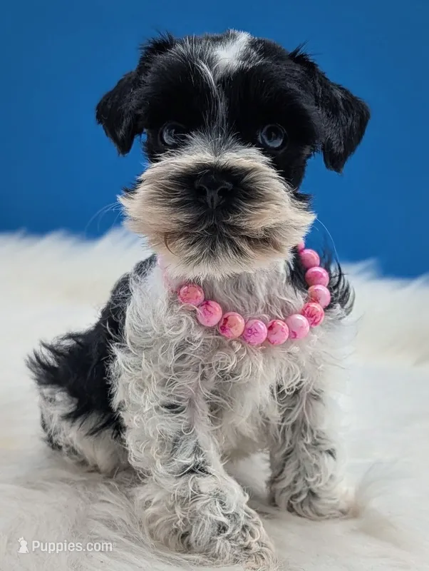 Tinkerbell , a female Miniature Schnauzer for sale in Mc Rae Helena, GA – 1 of 4