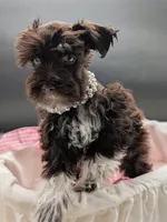 Sadie , a female Miniature Schnauzer for sale in Dublin, GA – 2 of 4