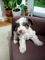 Mac, a male Miniature Schnauzer for sale in Dublin, GA – Photo 1 of 3