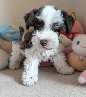 Mac, a male Miniature Schnauzer for sale in Dublin, GA – Photo 2 of 3