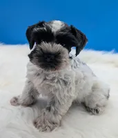 AKC Cookie , a female Miniature Schnauzer for sale in Dublin, GA – 2 of 4