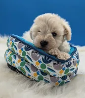 AKC Bear, a male Miniature Schnauzer for sale in Dublin, GA – 1 of 4