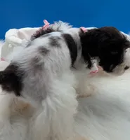 AKC Leah, a female Miniature Schnauzer for sale in Dublin, GA – 2 of 3