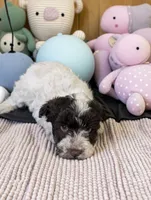 CKC Rosemary, a female Miniature Schnauzer for sale in Dublin, GA – 3 of 3