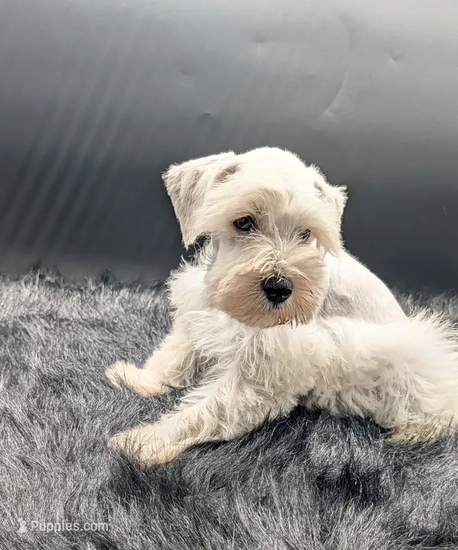 AKC Bear – Miniature Schnauzer puppy for sale in Dublin, GA