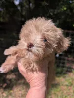 Leanna, a female Miniature Schnauzer for sale in Dublin, GA – 5 of 6