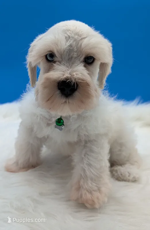 AKC Connor – Miniature Schnauzer puppy for sale in Dublin, GA