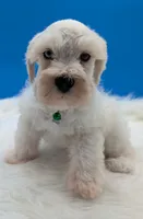 AKC Connor, a male Miniature Schnauzer for sale in Dublin, GA – 1 of 4