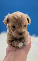Leanna, a female Miniature Schnauzer for sale in Dublin, GA – 3 of 6