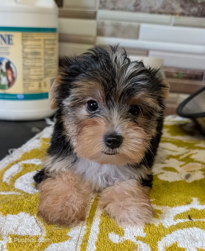 AKC Leah – Yorkshire Terrier puppy for sale in Dublin, GA