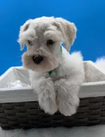 AKC Connor, a male Miniature Schnauzer for sale in Dublin, GA – 3 of 4