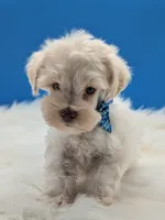 AKC Leo, a male Miniature Schnauzer for sale in Dublin, GA – 2 of 3