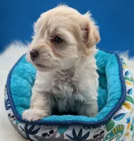 AKC Connor, a male Miniature Schnauzer for sale in Dublin, GA – 2 of 5