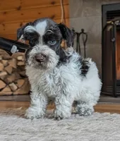 CKC Donnie , a male Miniature Schnauzer for sale in Dublin, GA – Photo 1 of 3