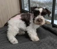 CKC Donnie , a male Miniature Schnauzer for sale in Dublin, GA – Photo 3 of 3