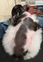 CKC Donnie , a male Miniature Schnauzer for sale in Dublin, GA – Photo 2 of 3