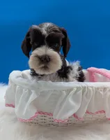 AKC Leah, a female Miniature Schnauzer for sale in Dublin, GA – 3 of 3