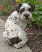Sprinkle, a male Miniature Schnauzer for sale in Dublin, GA – Photo 1 of 2