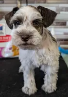 Sprinkle, a male Miniature Schnauzer for sale in Dublin, GA – Photo 2 of 2