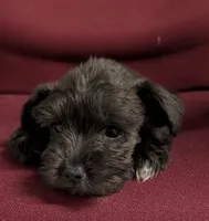 Bear, a male Miniature Schnauzer for sale in Dublin, GA – Photo 2 of 3