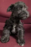 Bear, a male Miniature Schnauzer for sale in Dublin, GA – Photo 3 of 3