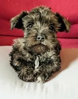 Bear, a male Miniature Schnauzer for sale in Dublin, GA – Photo 1 of 3