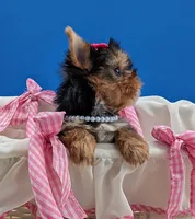 AKC Leah, a female Yorkshire Terrier for sale in Dublin, GA – Photo 3 of 4