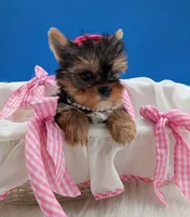AKC Leah, a female Yorkshire Terrier for sale in Dublin, GA – Photo 4 of 4