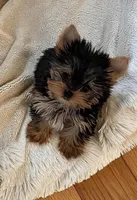 AKC Leah, a female Yorkshire Terrier for sale in Dublin, GA – Photo 2 of 4