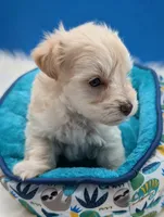 AKC Connor, a male Miniature Schnauzer for sale in Dublin, GA – 5 of 5