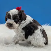 AKC Heidi , a female Miniature Schnauzer for sale in Mc Rae Helena, GA – 1 of 3