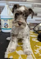 Stara, a female Miniature Schnauzer for sale in Dublin, GA – 2 of 4