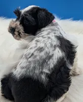 AKC Cookie , a female Miniature Schnauzer for sale in Dublin, GA – 1 of 4