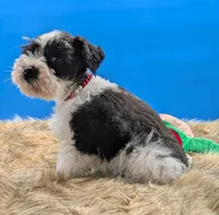 Cody , a male Miniature Schnauzer for sale in Dublin, GA – Photo 2 of 3