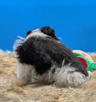 Cody , a male Miniature Schnauzer for sale in Dublin, GA – Photo 3 of 3