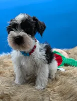 Cody , a male Miniature Schnauzer for sale in Dublin, GA – Photo 1 of 3