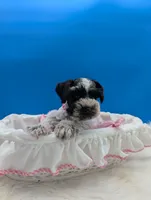 AKC Cookie , a female Miniature Schnauzer for sale in Dublin, GA – 4 of 4