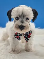 Akc Snoopy, a male Miniature Schnauzer for sale in Dublin, GA – 2 of 3