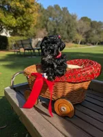 AKC Leah, a female Miniature Schnauzer for sale in Dublin, GA – 4 of 4