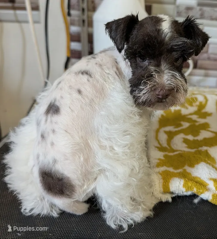 CKC Rosemary – Miniature Schnauzer puppy for sale in Dublin, GA