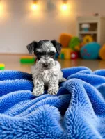 Diamond , a female Miniature Schnauzer for sale in Dublin, GA – Photo 2 of 3