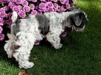 Diamond , a female Miniature Schnauzer for sale in Dublin, GA – Photo 3 of 3