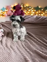 Diamond , a female Miniature Schnauzer for sale in Dublin, GA – Photo 1 of 3